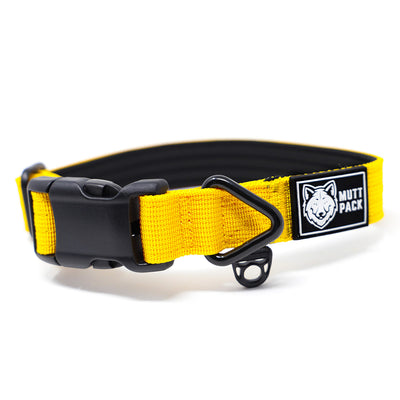 YKK Buckle Collar by Mutt Pack_yellow